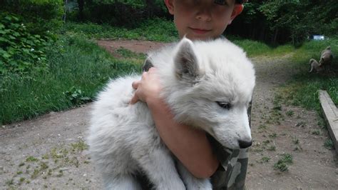 Mackenzie River Husky Puppies For Sale | Morton, WA #201934