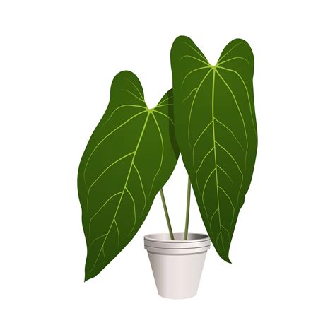 Plant In A Pot Anthurium Dark Mama Leaf Indoor Tropical Plant