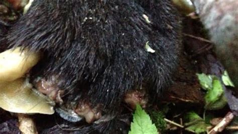 Mutilated Black Bear Carcass Found In North Vancouver Cbc News