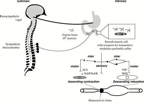 Principles Of Applied Neurogastroenterology Physiology Motility