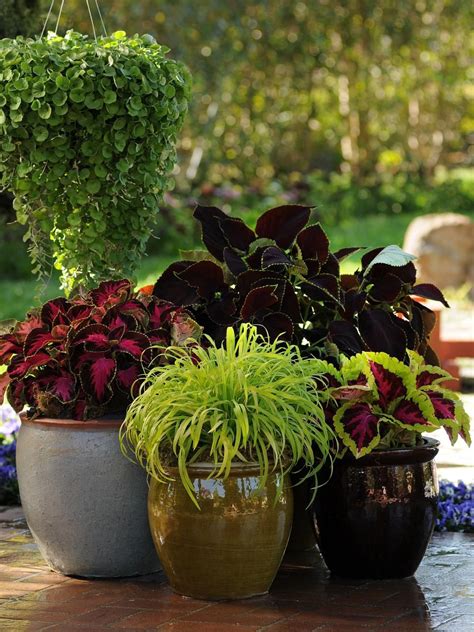 28 Easy-to-Grow Annual Flowers That Thrive in the Shade | Shade flowers ...