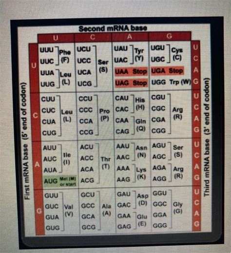 Solved Phe Uau Tyr Second Mrna Base А Uuu Ucu Ugu U Cys Uuc