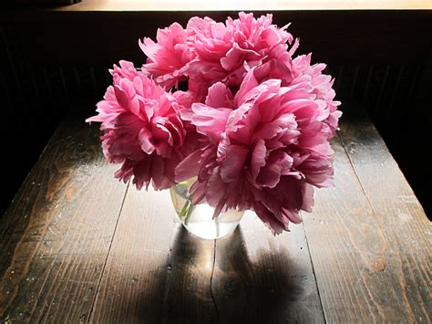 How To Buy Cut Peonies At Sandra Bolling Blog