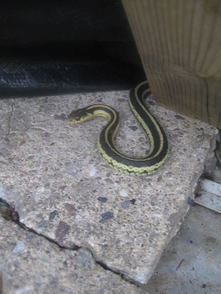 Garter Snake Project Noah