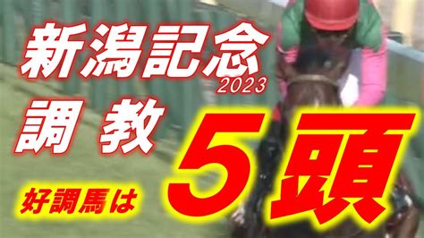 新潟記念2023 追い切り診断‼ 良く見えたのは5頭‼ 人気馬から穴馬まで、波乱含みのレースに！？ 元馬術選手のコラム By アラシ 競馬