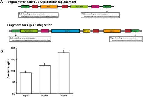 Comparison Of β Alanine Production In The Engineered Strains With The