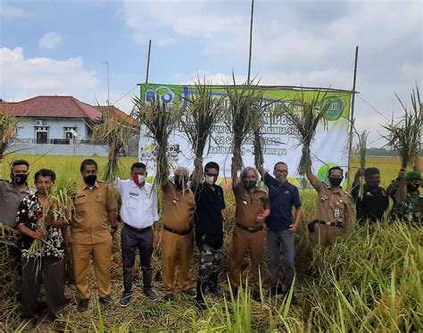 Panen Perdana Padi Organik Memuaskan