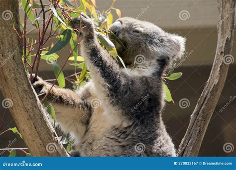 The Koala is Mainly Grey and Has a White Stomach and Fluffy Ears Stock ...