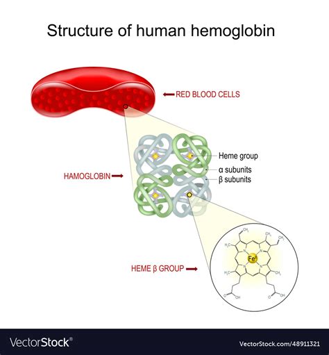 Hemoglobin structure Royalty Free Vector Image