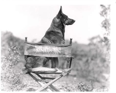 The original Rin Tin Tin. | Famous dogs, German shepherd dogs, Dogs