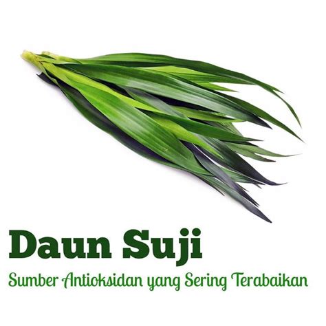 Jual Bibit Daun Suji Pewarna Alami Shopee Indonesia