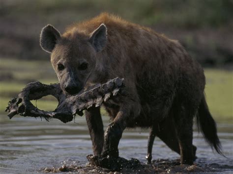 Hyena carrying bones : r/natureismetal