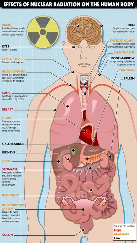 Radioactivity Effects On Human Organs An Introduction To Radioactivity