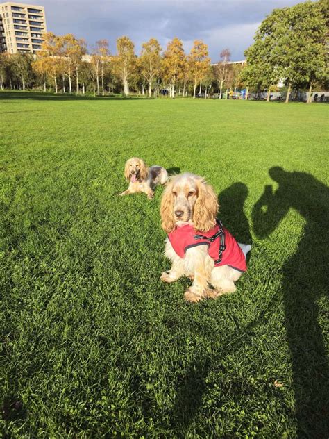 Perro En El Parque EPuzzle Foto Puzzle