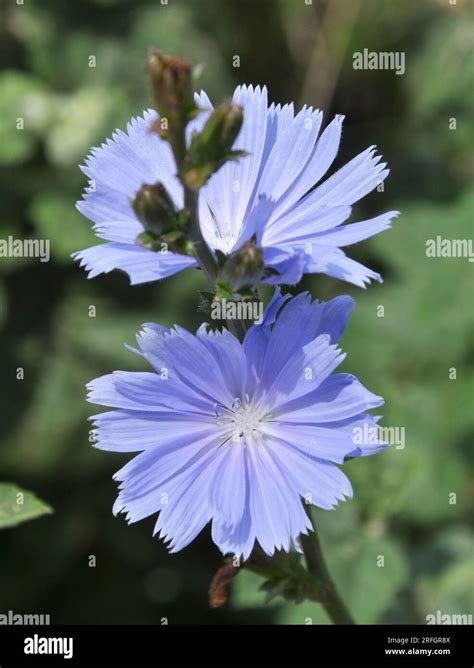 Chicory Cichorium Intybus Blooms In The Wild In Summer Stock Photo