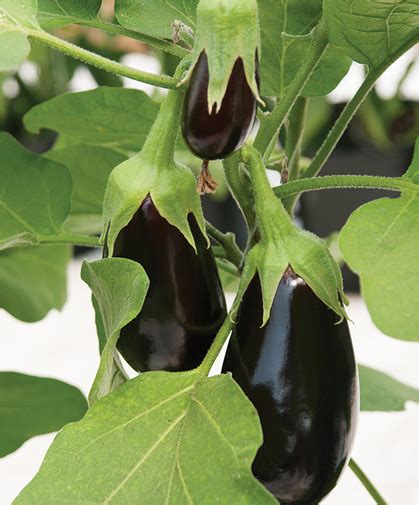 Growing Eggplant From Seed | Johnny's Selected Seeds