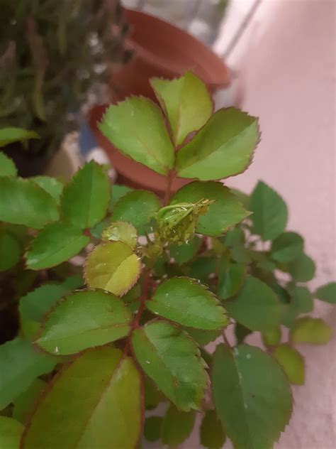 how to get rid of these green bugs my roses? : r/plantclinic