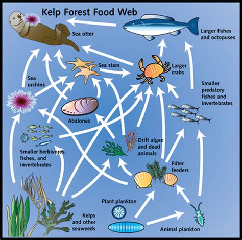 Ecosystem Diagram For Kids