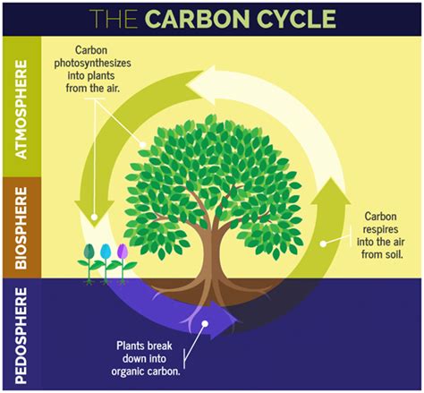 Carbon Cycle Definition Explanation Carbon Cycle Diagram