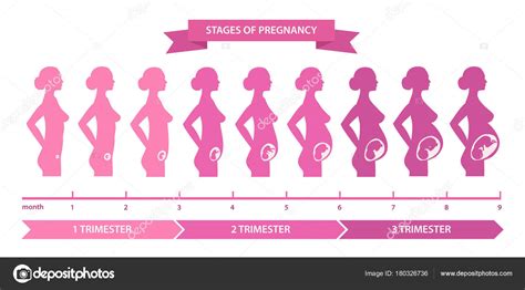 Imagenes Animadas De Las Etapas Del Embarazo Tipos De Gimnasia Images