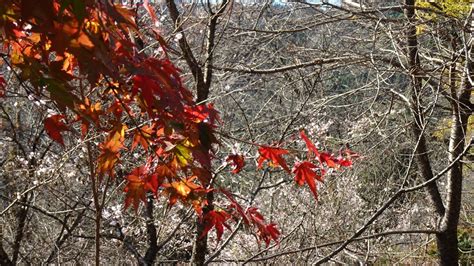 城峯公園 冬桜と紅葉 埼玉県児玉郡神川町 2020 11 4 Youtube