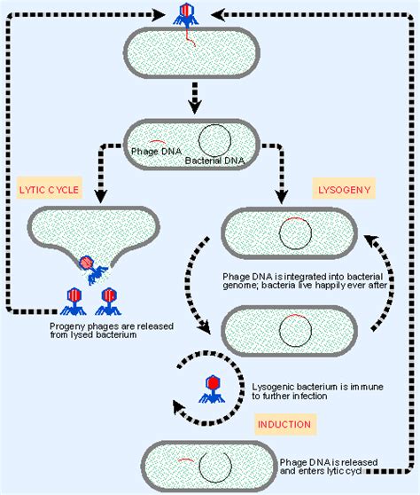 1 Introduction Genes Vii