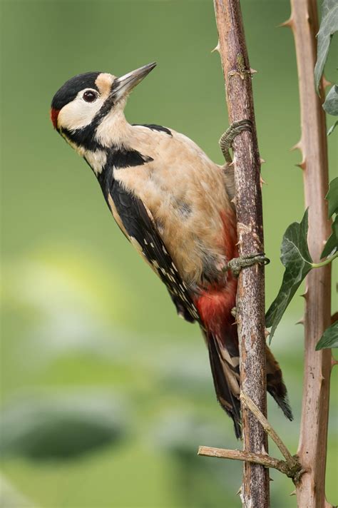 Great Spotted Woodpecker photos and wallpapers. Collection of the Great ...