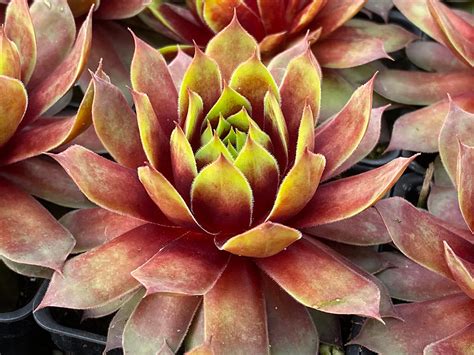 Sempervivum Gold Mine World Of Succulents