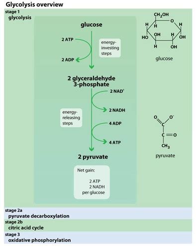 Lesson Glycolysis Flashcards Quizlet