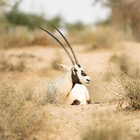 Arabian Oryx Facts Diet Habitat And Pictures On Animaliabio