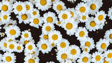 «Daisies» HD Wallpapers