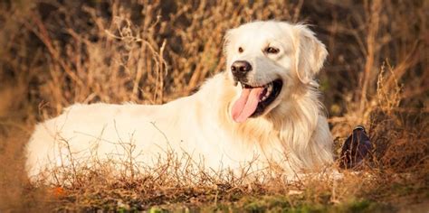 Dog Tongue Color Chart | Tongue Color Symptoms & Causes