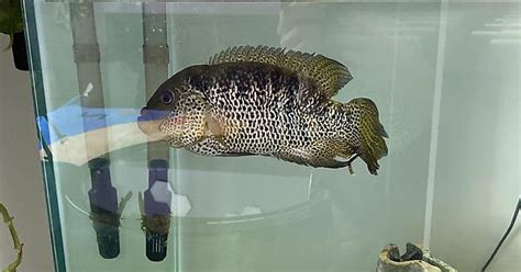 Trying To Sex And Id My Cichlids Album On Imgur