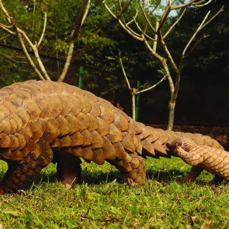 Indian pangolin near human habitat. | Download Scientific Diagram