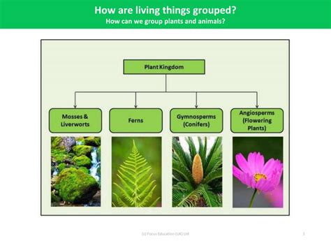 Flow Chart - Grouping Living Things - Year 4 | Pango