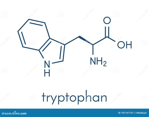 Tryptophan L Tryptophan Trp W Amino Acid Molecule Skeletal Formula