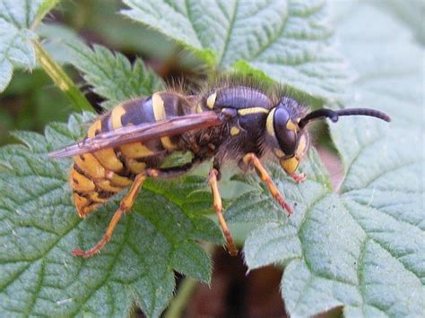 Sphecidae & Vespoidea BXL