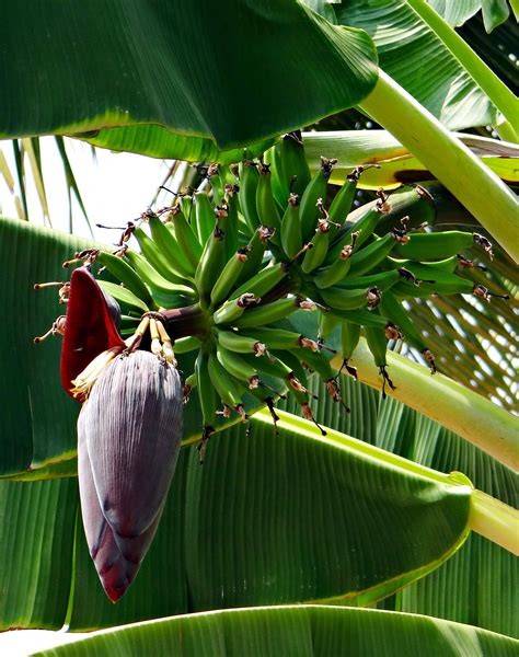 Gambar Pohon Alam Mekar Menanam Daun Bunga Hijau Rimba