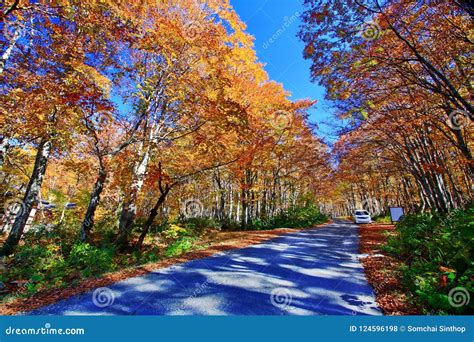 Colorful Autumn Forest In Hot Spring Resorts Of Nyuto Onsenkyo Stock Photo Image Of Landscape