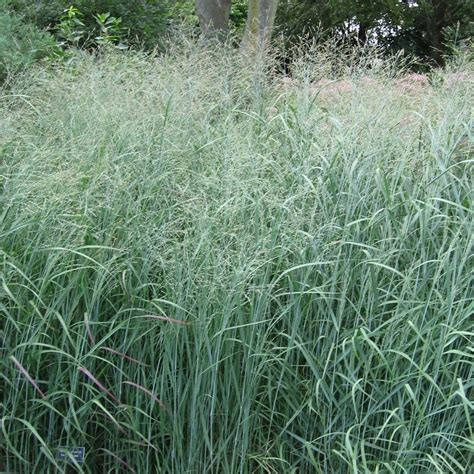 Panicum Virgatum Heavy Metal Deciduous Hardy Plant 9cm