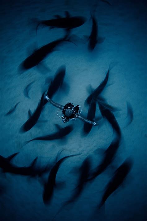 See The Winners Of The 2018 Underwater Photographer Of The Year Awards