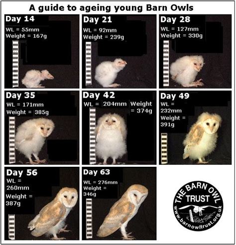 Owlet identification and ageing - The Barn Owl Trust