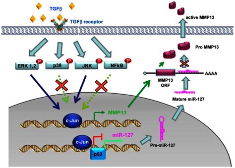 A Feedback Inhibition Between Mirna 127 And Tgfβc Jun Cascade In Hcc Cell Migration Via Mmp13