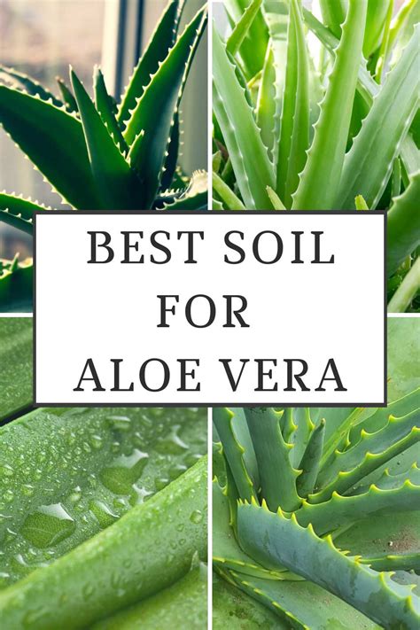 Best Soil For Aloe Vera Plants 3 Outstanding Choices