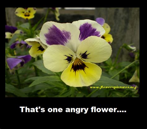 Angry Flower by Dragon-Art14 on DeviantArt