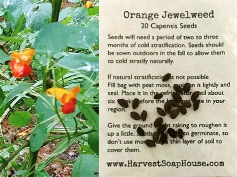 Orange Jewelweed Seeds. Impatiens Capensis Seeds. Grow Your - Etsy