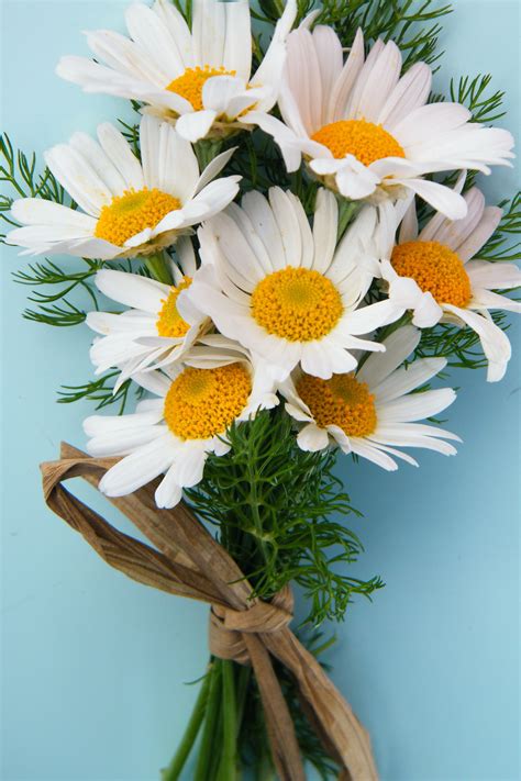 Chamomile Flower Bouquet Wallpapers Wallpaper Cave