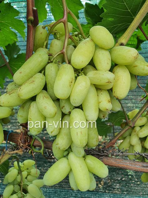 Грушка — pan-vin.com