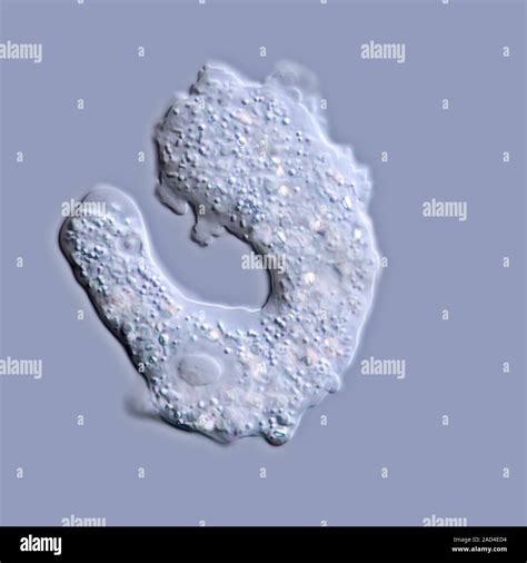 Light Micrograph Of A Living Deuteramoeba Sp Amoeba Cell Showing