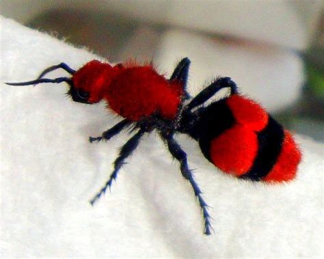 A Red And Black Bug Sitting On Top Of A White Sheet